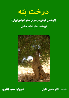 درخت بَنه (گونه‌های گیاهی در معرض خطر انقراض ایران)