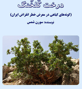 درخت کُلخُنگ (گونه‌های گیاهی در معرض خطر انقراض ایران)